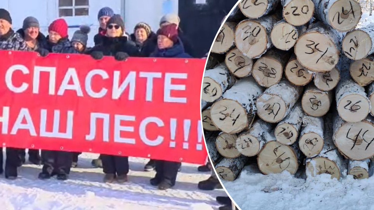 «Мы против его уничтожения»: зауральцы записали обращение к Бастрыкину из-за вырубки леса