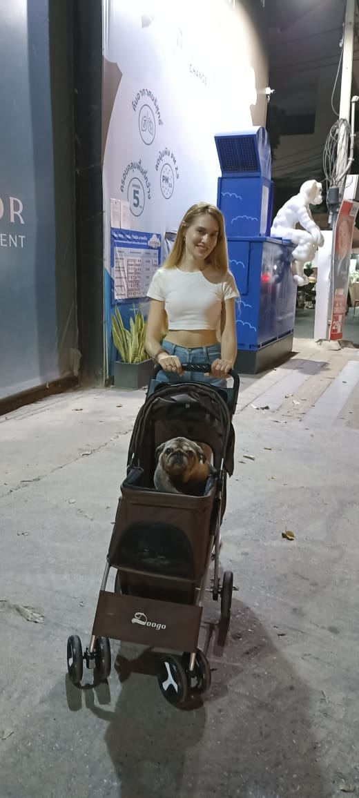 Эту коляску не отняли у ребеночка, а специально купили для собаки. Например, в лифте по правилам дома мопсы должны ездить именно в таких повозках