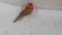 «Подумала, что снегирь»: новосибирцы нашли у школы красного попугая — он сидел в снегу
