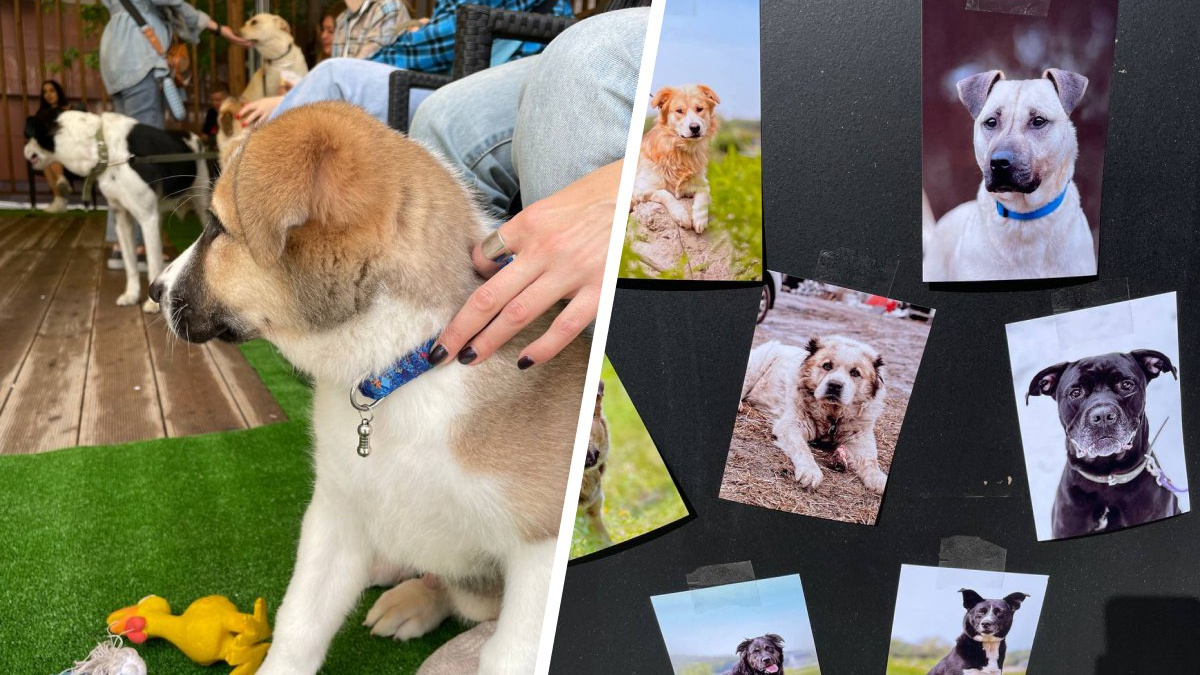 «У каждой собаки — трагедия в анамнезе»: в Новосибирске прошла выставка-раздача «осиротевших» животных