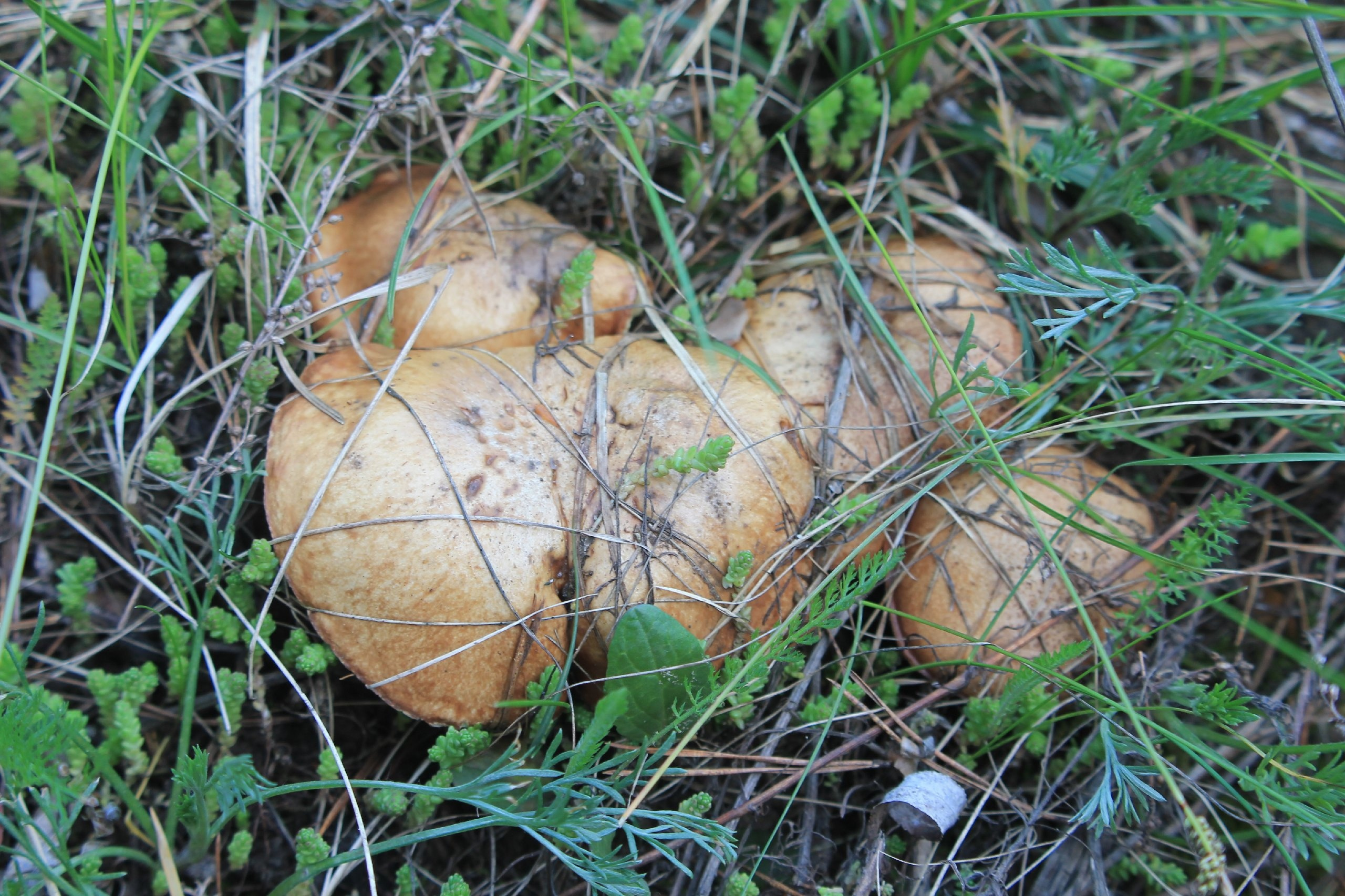 «Просто чудо природы». Нижегородцы похвастались первыми в этом сезоне благородными грибами. Где их искать