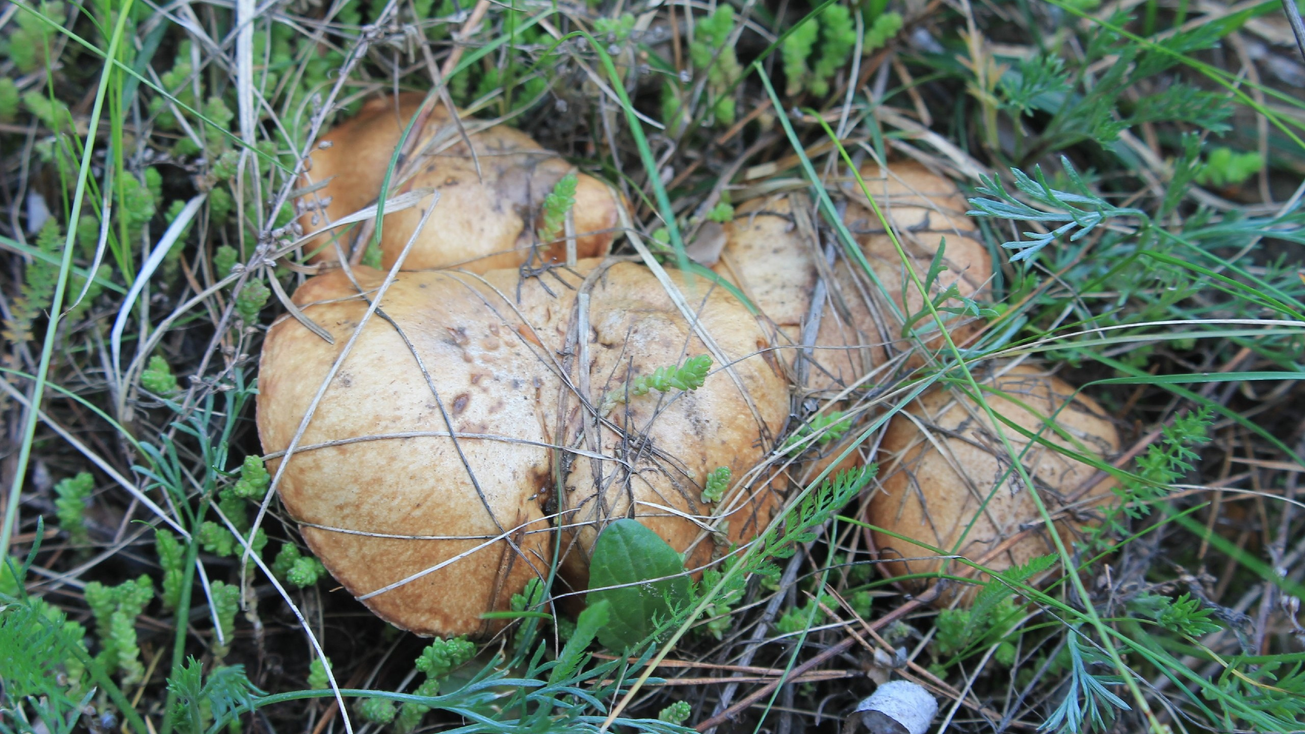 «Просто чудо природы». Нижегородцы похвастались первыми в этом сезоне благородными грибами