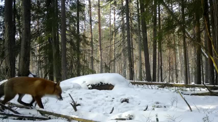 Гон у лис. Лисица фотоловушка. Лиса замечена в лесу Сарапула.