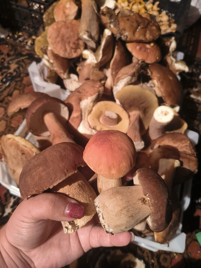 Эти белые грибы собраны в Маслянино