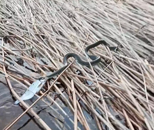 Змея украла рыбу из-под носа петербургского рыбака