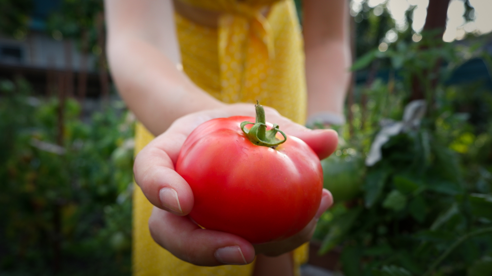 Высаживаем томаты, огурцы и капусту: что обязательно положить в лунку, чтобы получить богатый урожай