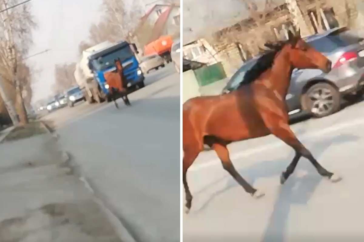 Лошадь без наездника проскакала по дороге в Новосибирске — эпичное видео - 7 мая 2023 - НГС
