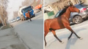 Лошадь без наездника проскакала по дороге в Новосибирске — эпичное видео