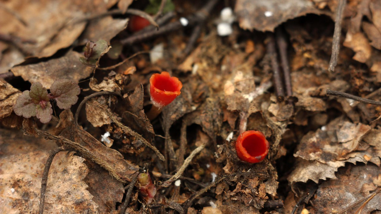 «Инопланетный цветок»: новосибирец нашел редкие ярко-красные грибы в березовом лесу