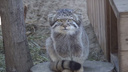 Манул крадется: как дикий кот охотился на муху — видео из Новосибирского зоопарка