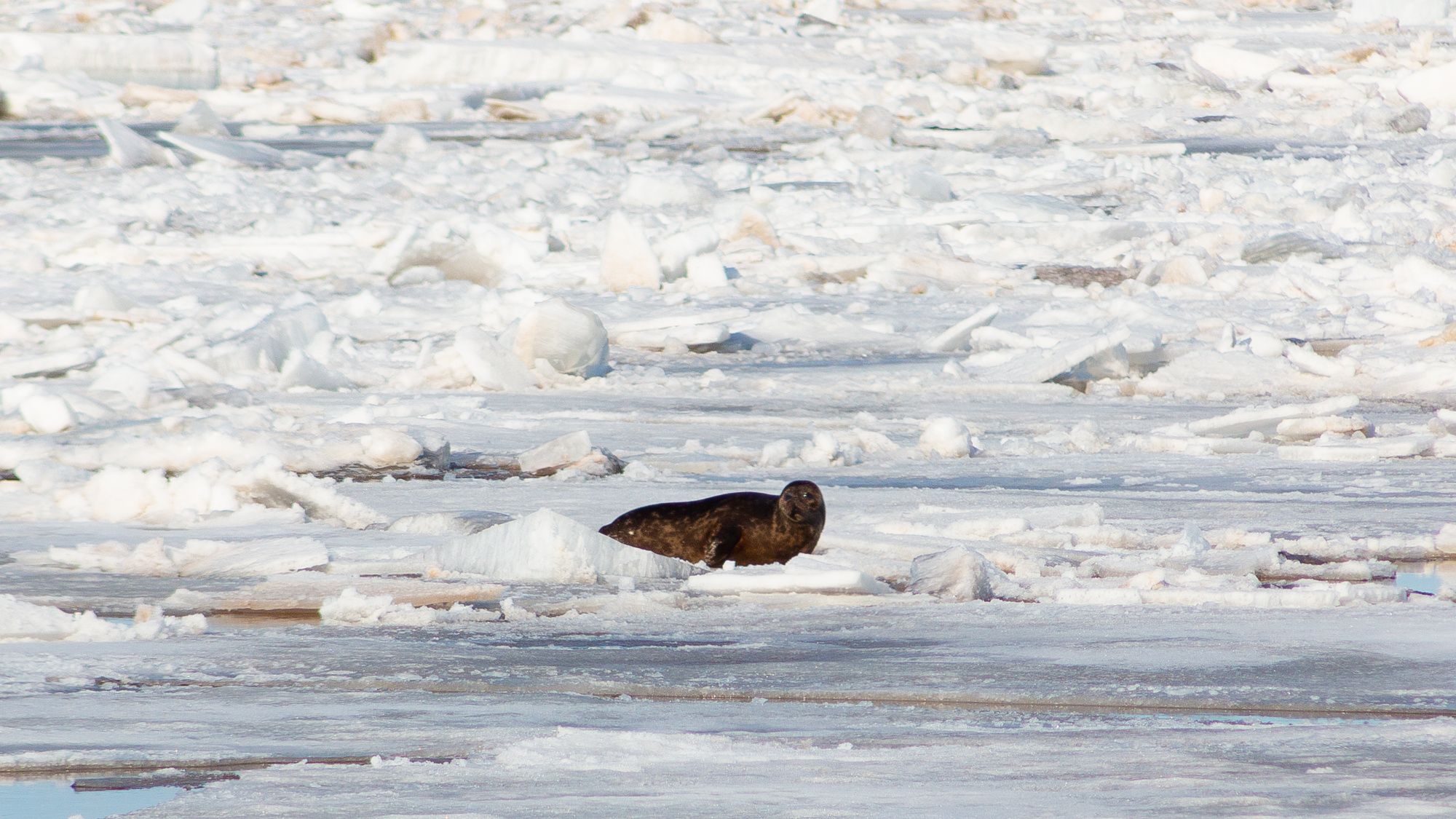 Их хотят убить: жители Архангельской области много раз видели тюленей на льду — зачем они выползают