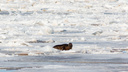 Их хотят убить: жители Архангельской области много раз видели тюленей на льду — зачем они выползают