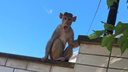 «Открыла двери и пошла гулять»: беспризорную обезьяну поймали на улице курорта на Ставрополье