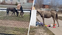 «Один вдруг скаканул из-за угла и как прыгнет на автомобиль!»: жителей села возле Тольятти терроризирует табун лошадей