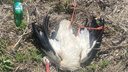 В Нижегородской области неизвестный застрелил краснокнижного белого аиста