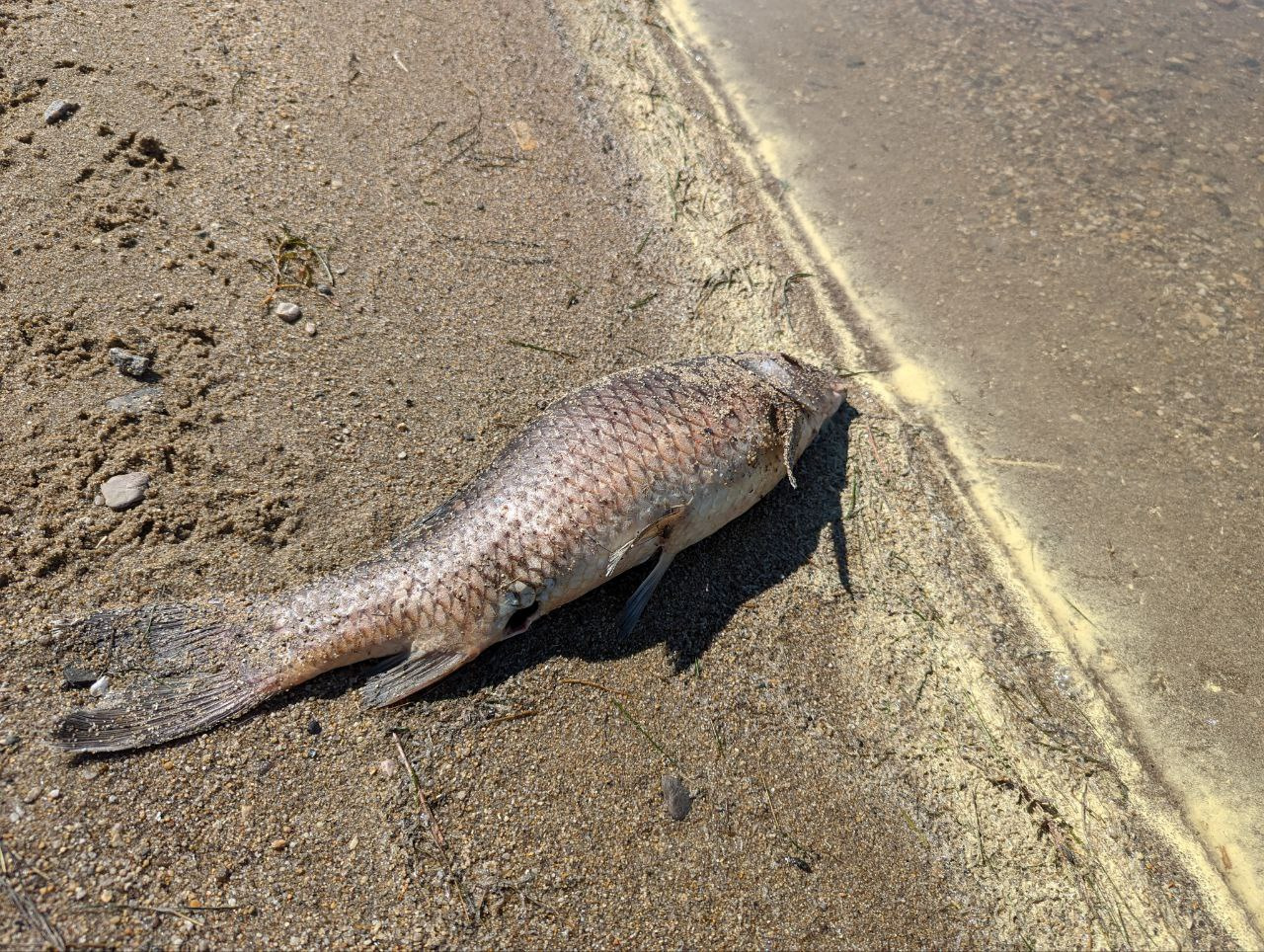 Читинцы жалуются на дохлую рыбу на городском пляже