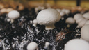 На лицо ужасные: пять грибов, которые вы зря не собираете весной