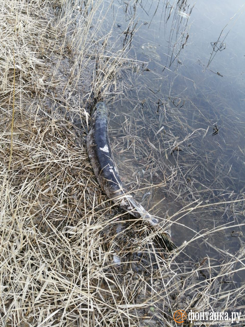 Петербуржцев напугала мертвая рыба в Ольгинском пруду