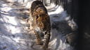Дальневосточный <nobr class="_">леопард</nobr> охраняет свою территорию и рычит на посетителей <nobr class="_">Новосибирского</nobr> <nobr class="_">зоопарка</nobr>