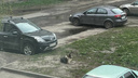 В Ярославле ввели новые ограничения для владельцев собак. Что это значит