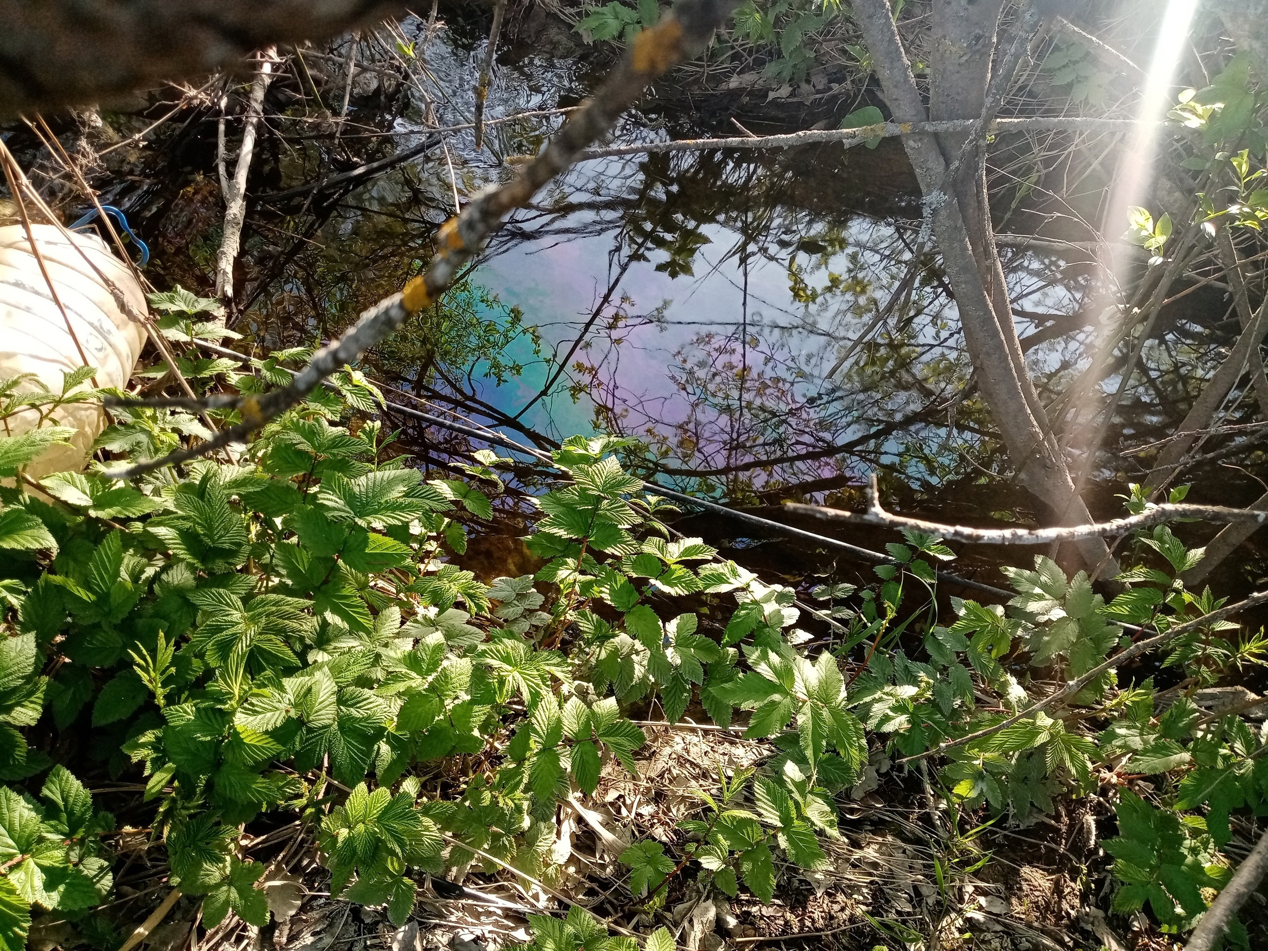 В Пушкине и Петро-Славянке обнаружили незаконные сбросы в воду | 31.05.2024  | Санкт-Петербург - БезФормата