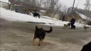 Челябинец снял на видео нападение на него стаи собак