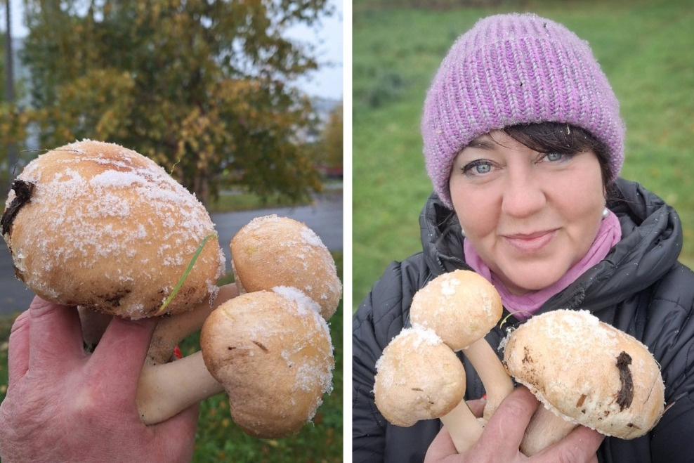 Эти грибы были найдены еще 11 октября. Уже тогда на них была заметна изморозь