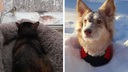 Укутанные в одеяло: как переживают аномальные новосибирские морозы собаки и кошки — подборка милых фото