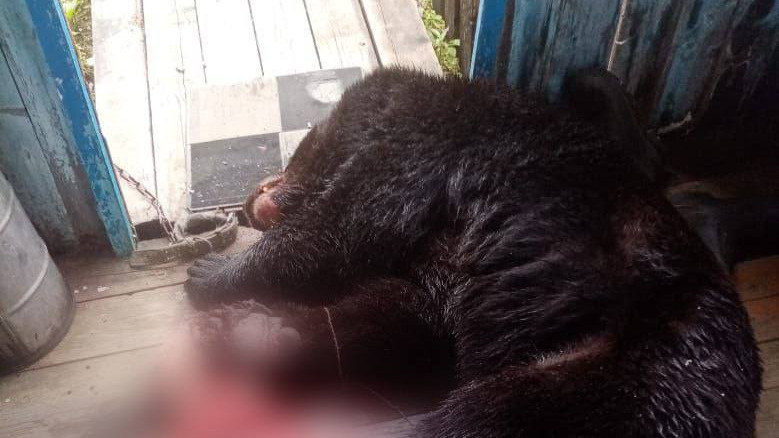 Буйный медведь ломился в дом жителей Приморья — он загрыз собаку хозяев