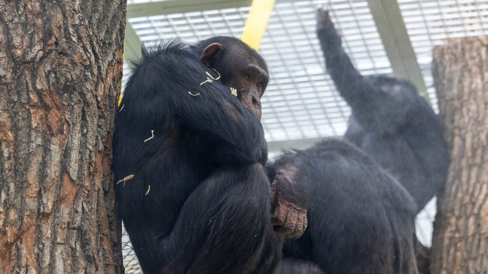«Всех зверей отобрать»: в новом казанском зоопарке нашли нарушения