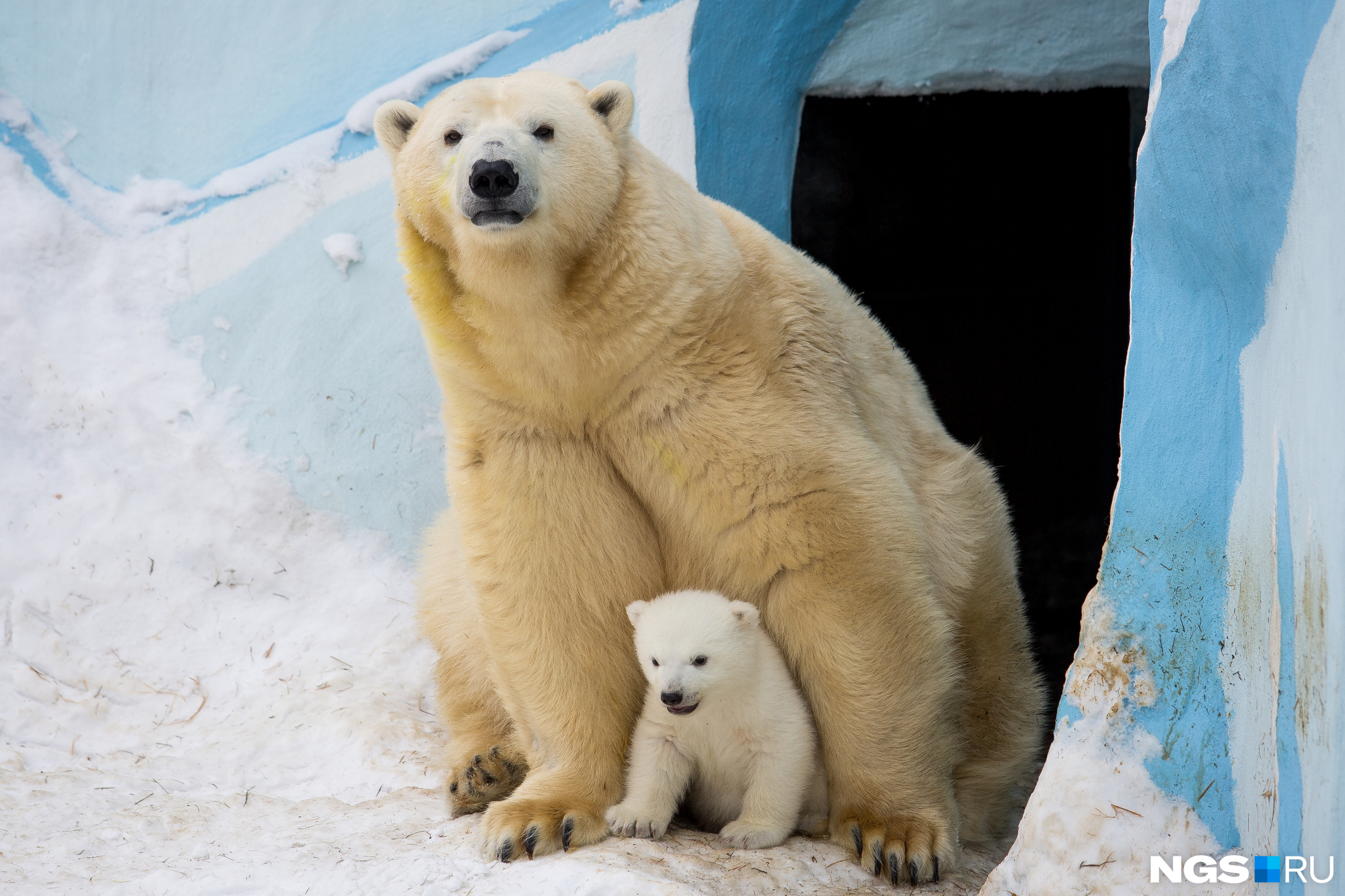 Шилка — первенец у Кая и Герды. Родилась в 2013 году. А назвали ее в честь директора зоопарка Ростислава Шило. Шилка — первый белый медвежонок, родившийся в Новосибирске за сорок лет. В феврале 2015 года она переехала в зоопарк Осаки в Японию