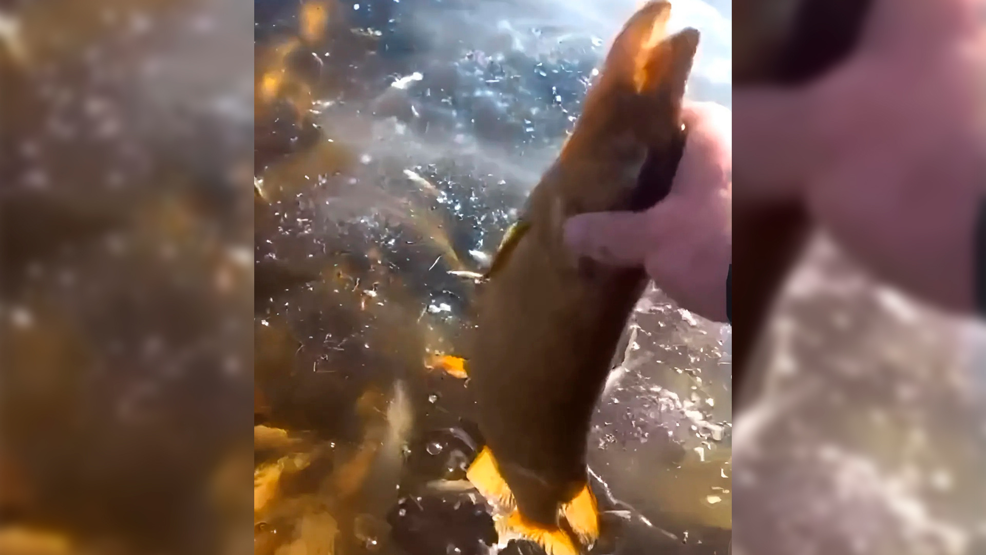 В Воронежской области в реке Битюг массово погибла рыба