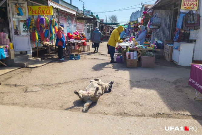 Балдеж выглядит так