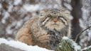 Большой переезд: Новосибирский зоопарк переместил манулов в разные вольеры — отсадили и котят этого года