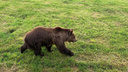 «Будет вдвойне опасно»: грибников предупредили об огромном медведе в Ярославской области