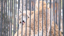 Любвеобильные рыси: милое видео с нежными хищниками сняли в Новосибирском зоопарке