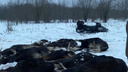 «Сделали ряд пожертвований»: в Ярославской области прекратили громкое дело о бойне лосей