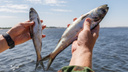 В Ростовской области нашли готовую рыбу, которая «преодолела» 270 километров за 30 минут