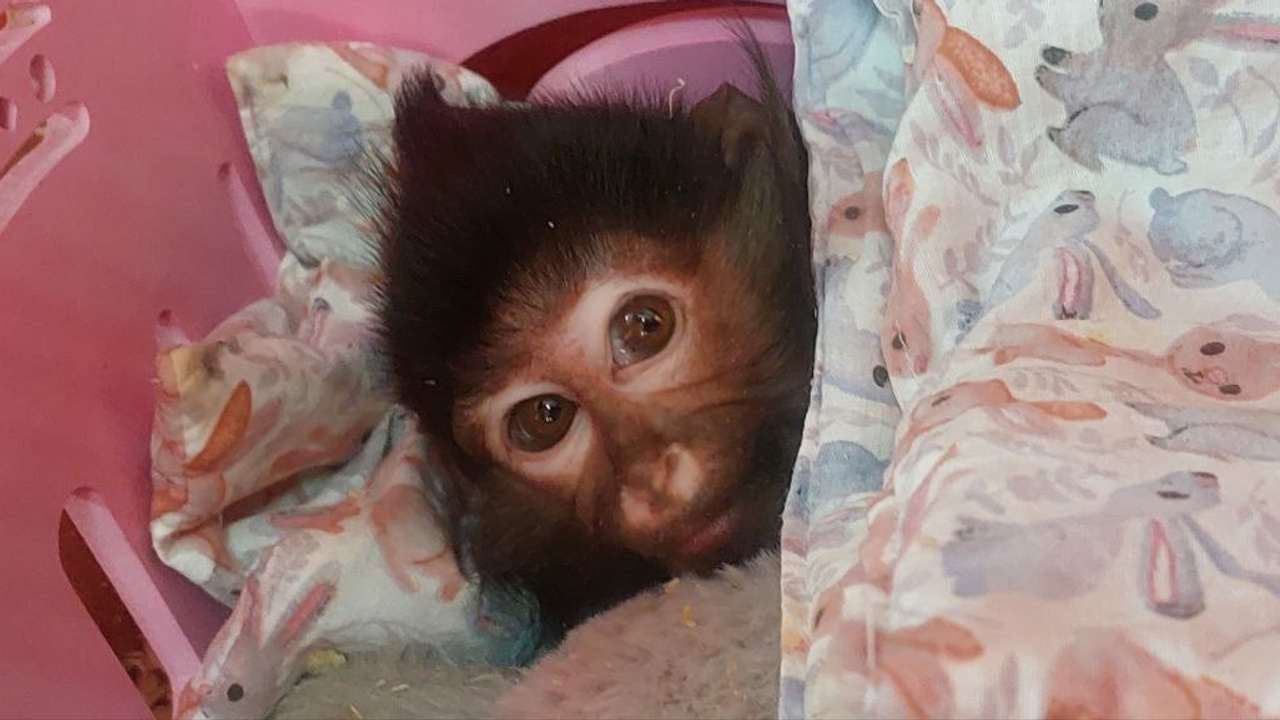 «Никто не знал, выживет ли малышка». В Сибирском зоопарке в Иркутске появилась редкая обезьянка-мангобей — видео