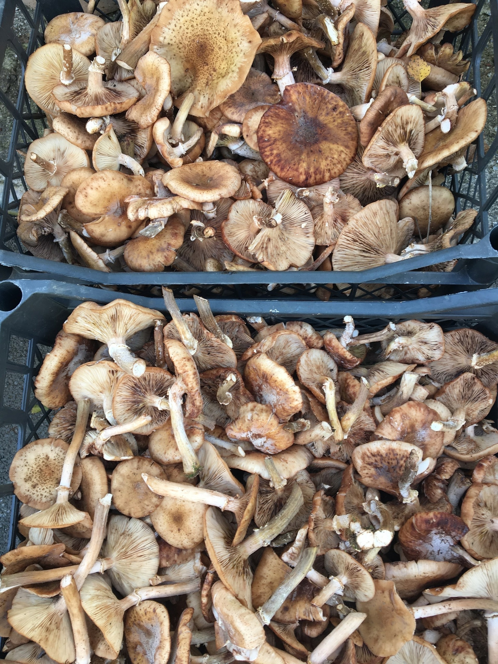 Переросшие грибы новосибирцы также собирают