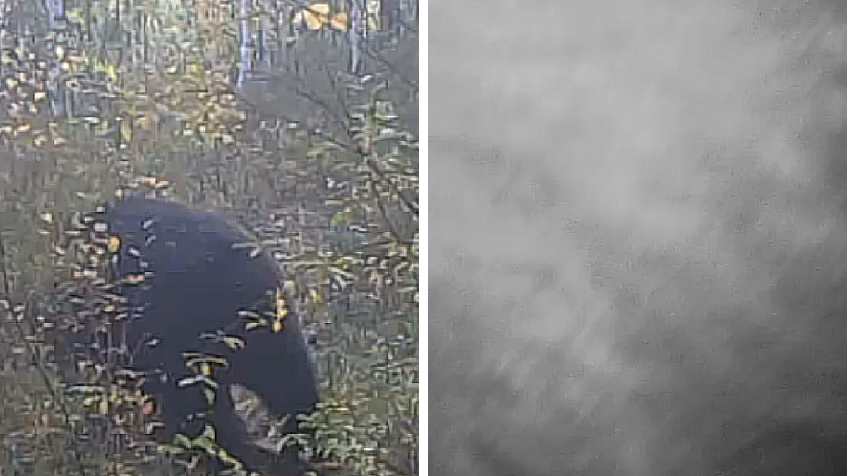 «Приложил свою мохнатую лапу»: в заповеднике на севере Красноярского края медведя заподозрили в краже фотоловушки