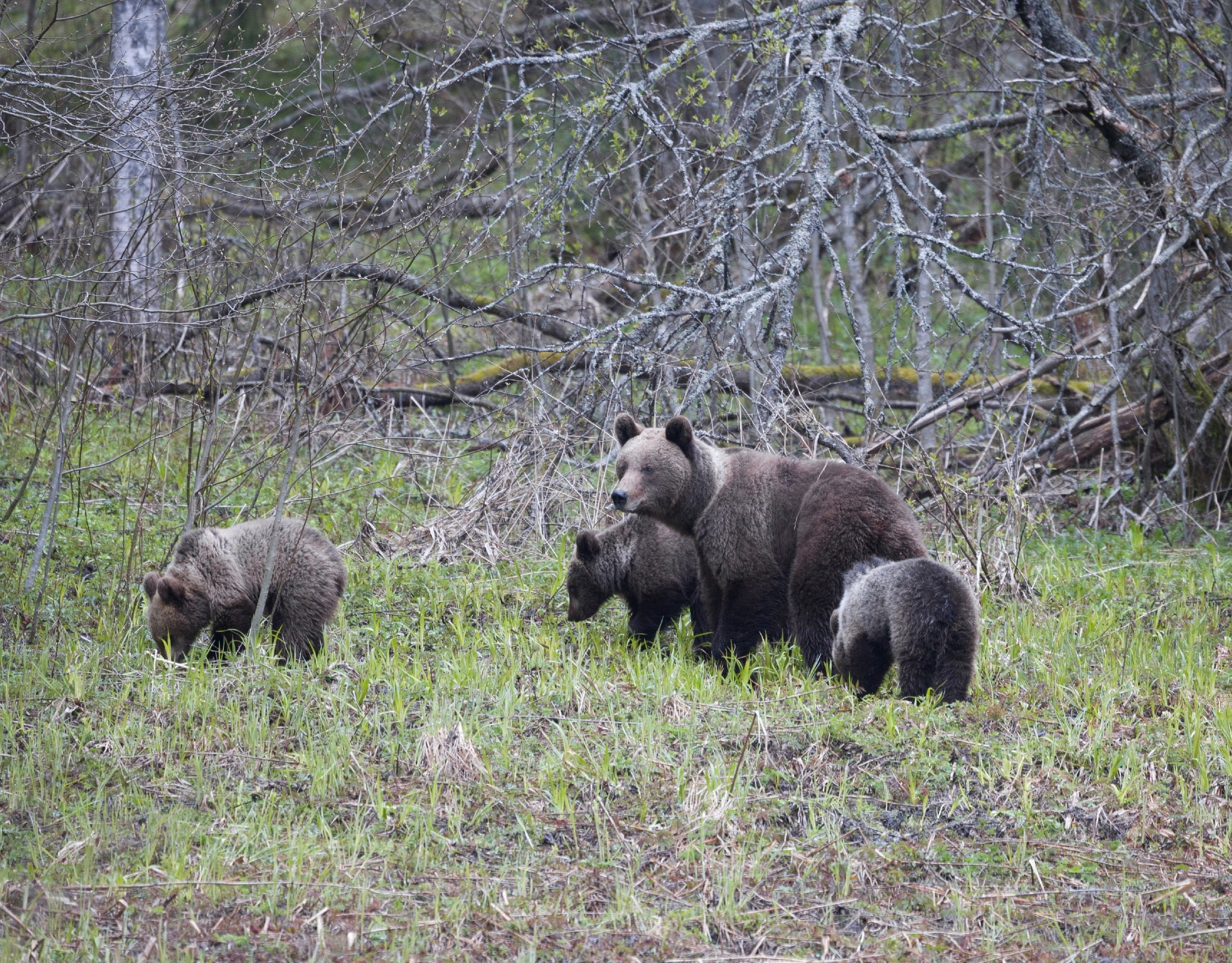 Обед многодетной матери с медвежатами в лесу Ленобласти попал на видео