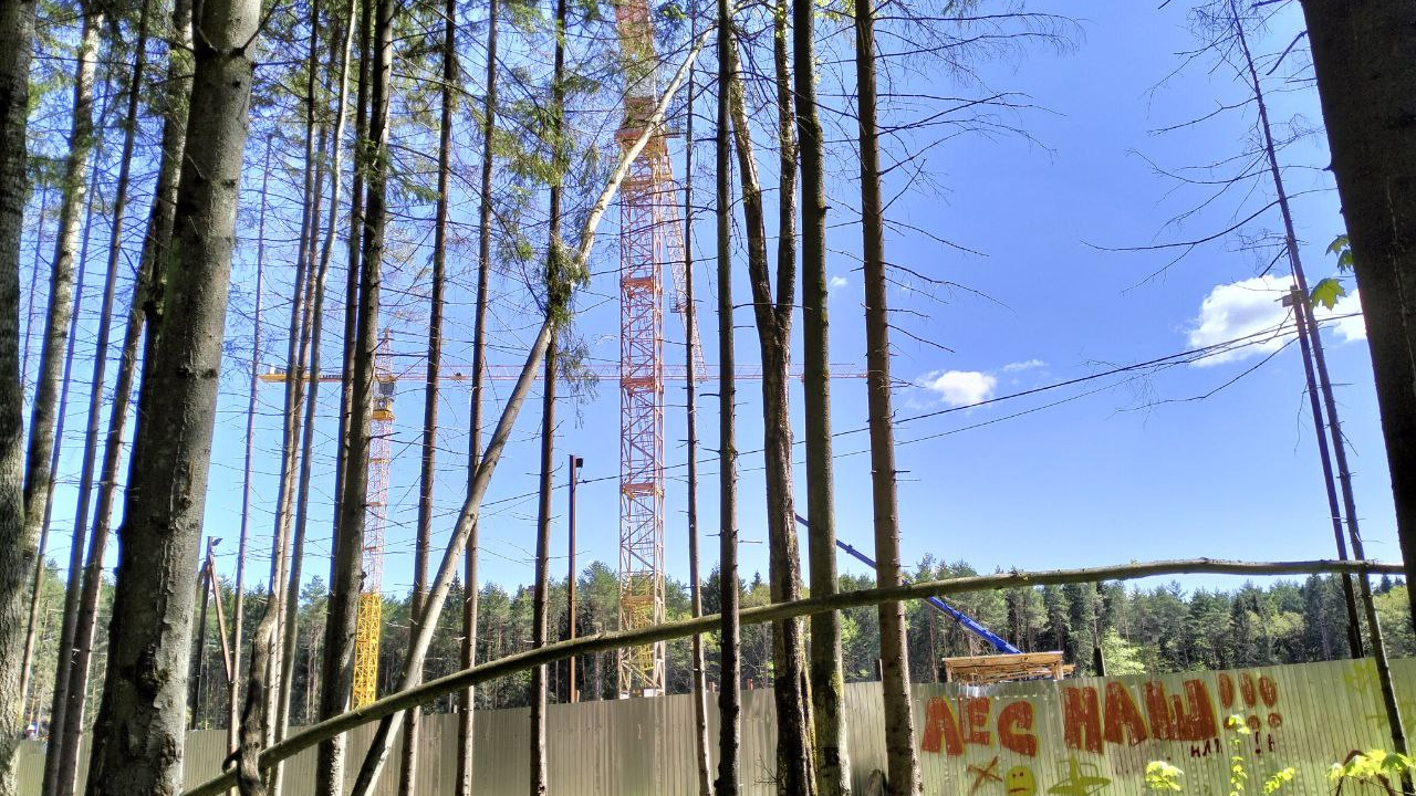 «Лес уже давно проигран»: житель Троицка — о непрекращающейся борьбе экозащитников против вырубок