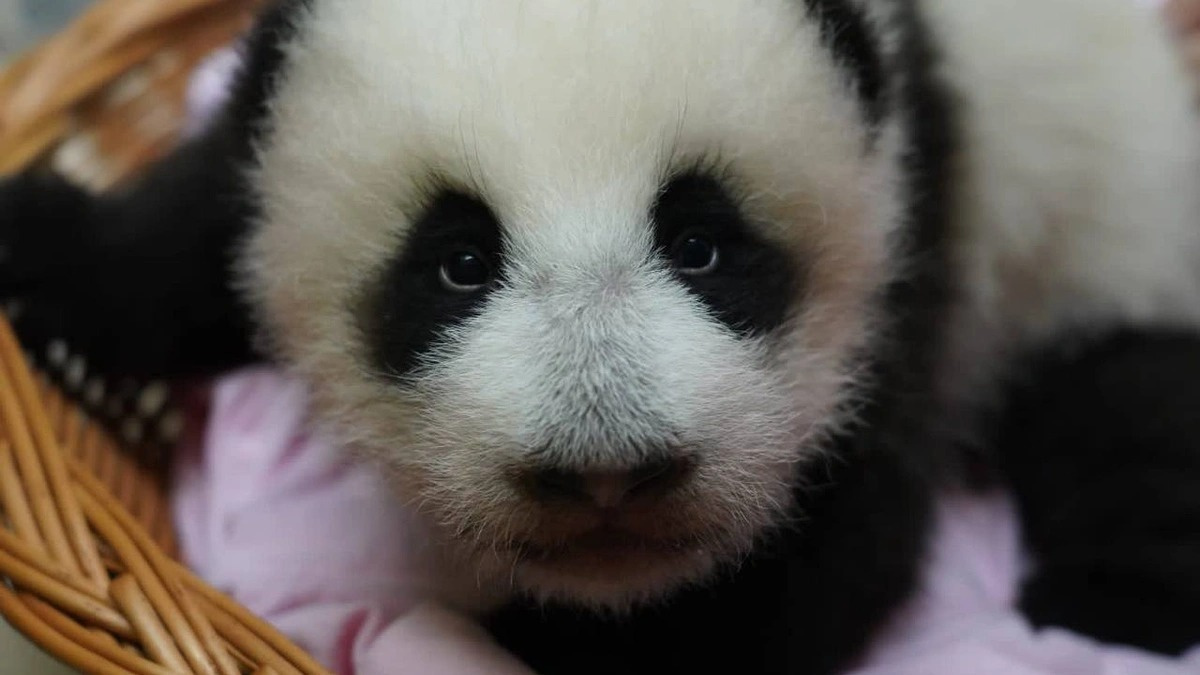 Малышка-панда из Московского зоопарка покраснела (и ей не стыдно). Рассказываем, что с ней случилось