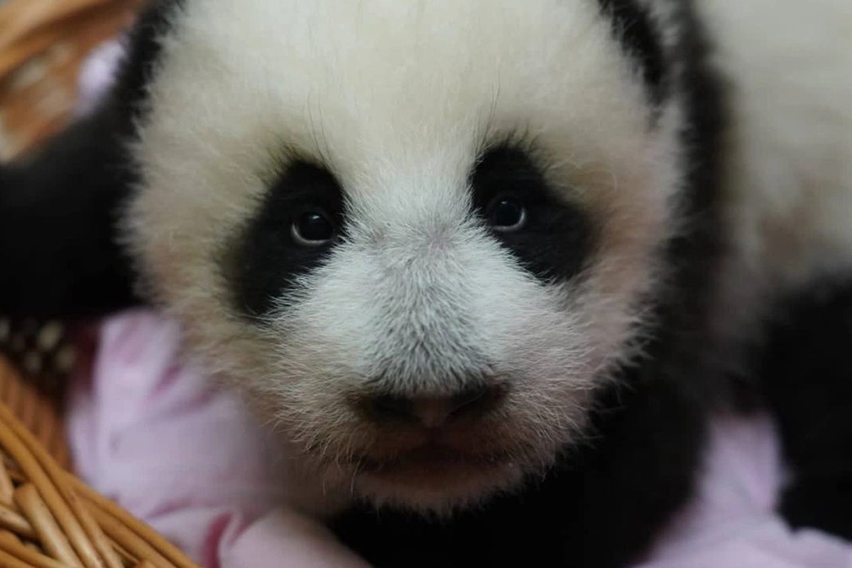 Фото по запросу Маленькая панда