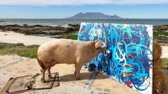 Пигкассо: как свинья-художник заработала больше миллиона долларов на картинах