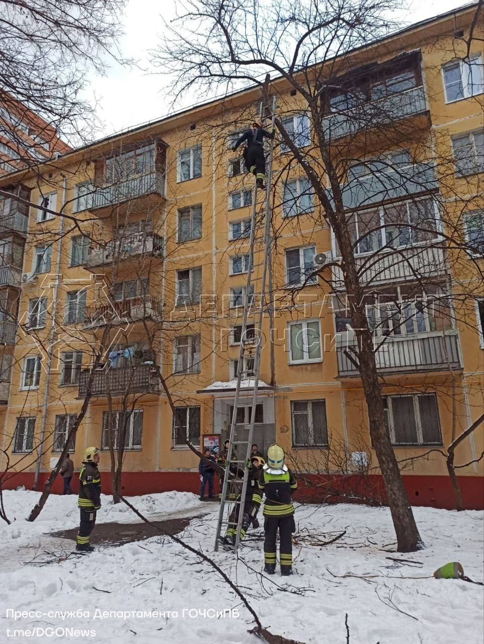 Видео: Пожарные пилили ветку и ловили норку на дереве в Москве - 25 декабря  2023 - ФОНТАНКА.ру