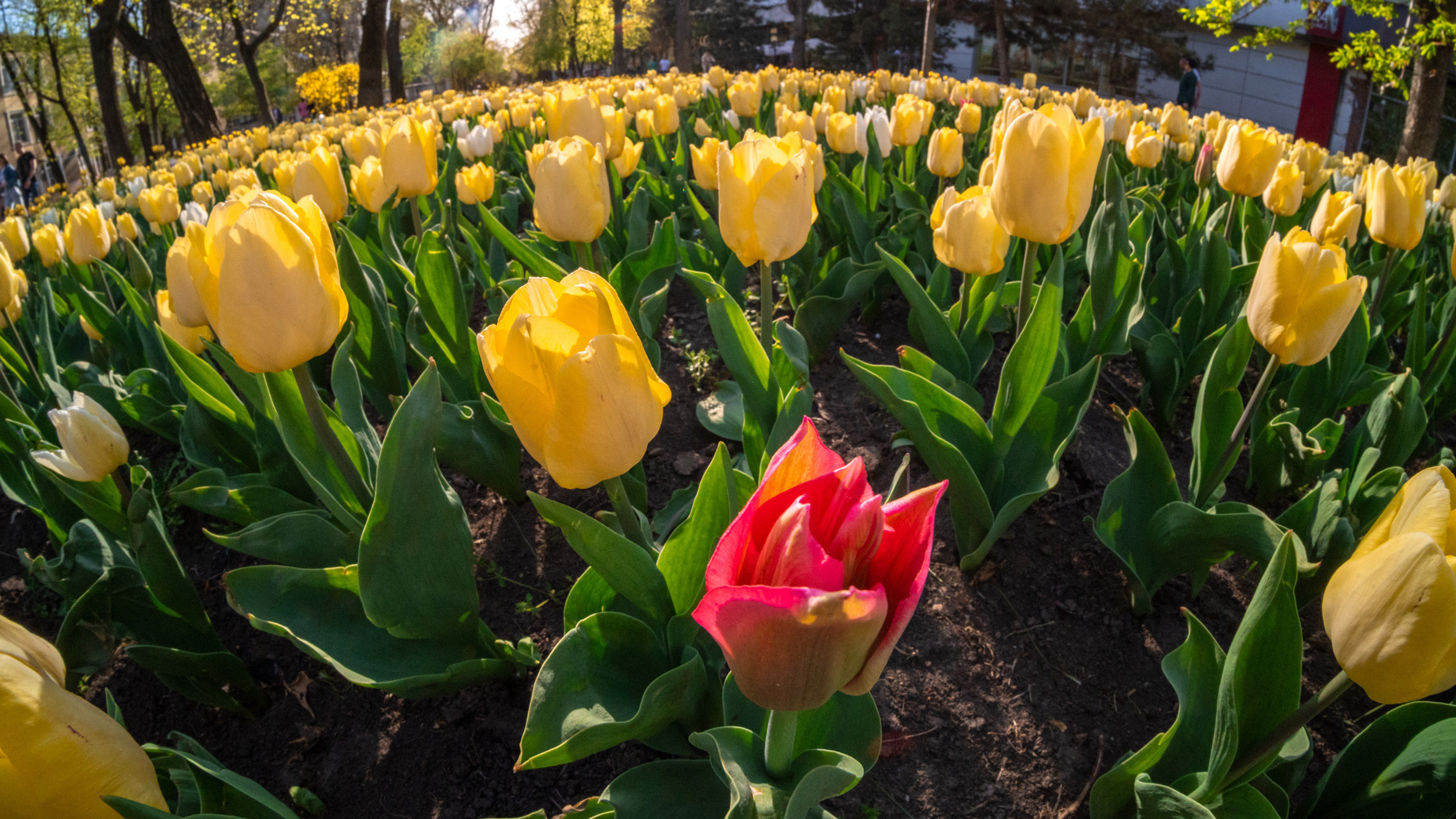 Ростовские поля тюльпанов. Фоторепортаж из расцветающего центра города