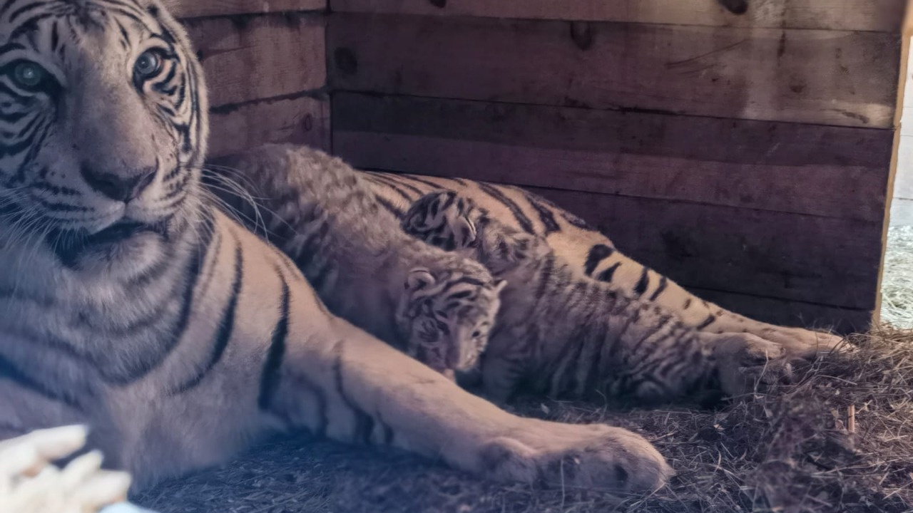 Тигры Маяк и Фифа из барнаульского зоопарка стали родителями: мы сделали из их фото подборку мемов