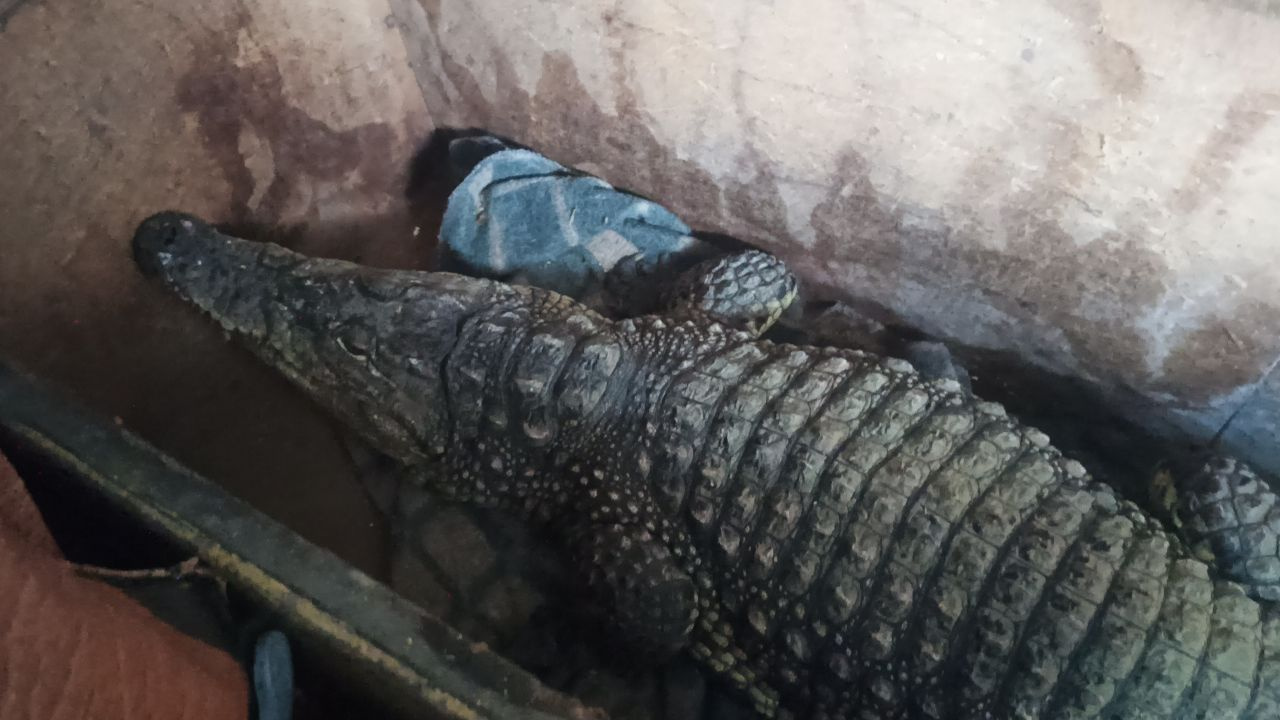 В Орске пограничники обнаружили в грузовике живого крокодила